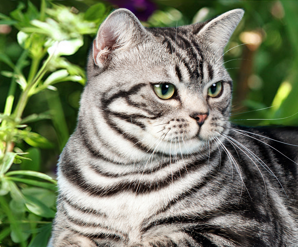 ≫ Gato Americano De Pelo Duro ⋆ ⭐ Todo sobre esta hermosa raza Cat breeds, Ameri