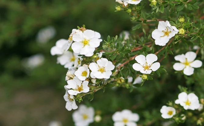 Целебные растения!