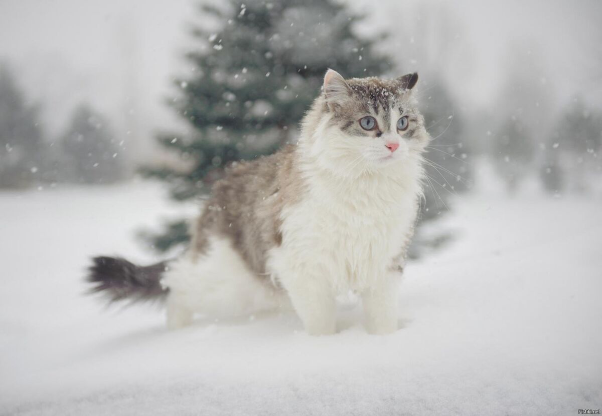 Кот зима фото