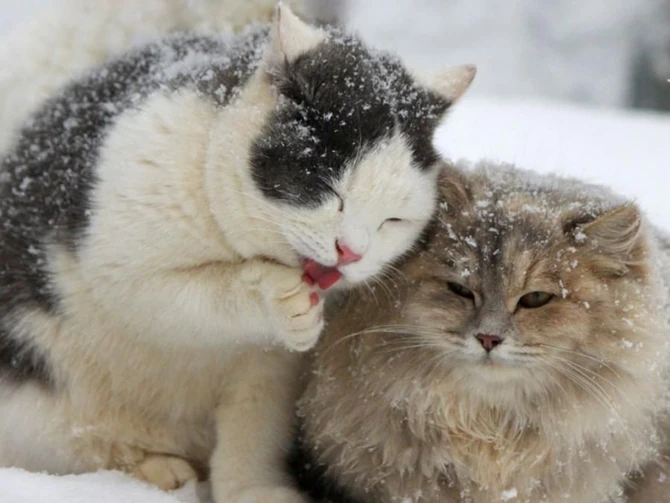 Новые персонажи!