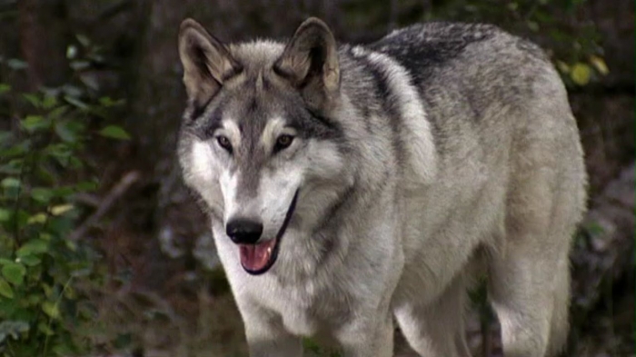 what happened to the wolf dog on heartland