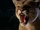 Cougar