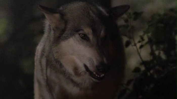 what happened to the wolf dog on heartland