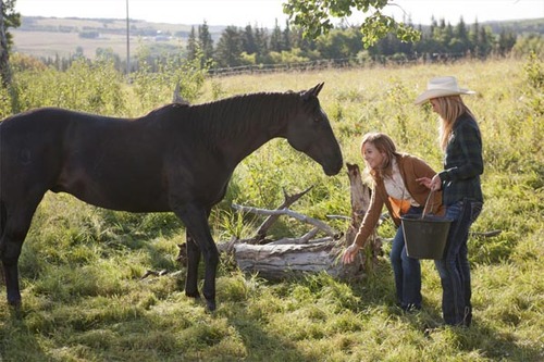 Fool s Gold Heartland Wiki Fandom