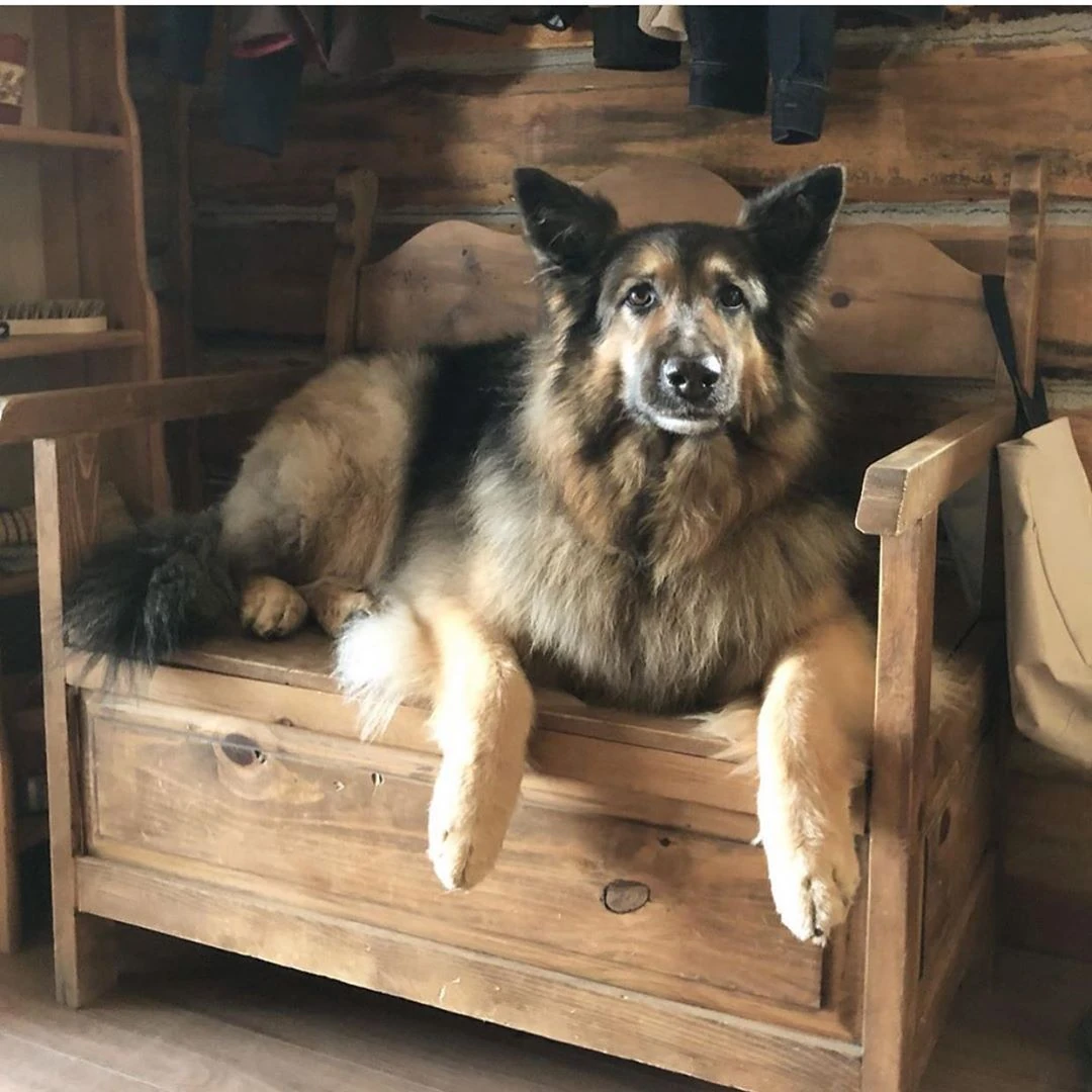 CategoryDogs Heartland Wiki Fandom