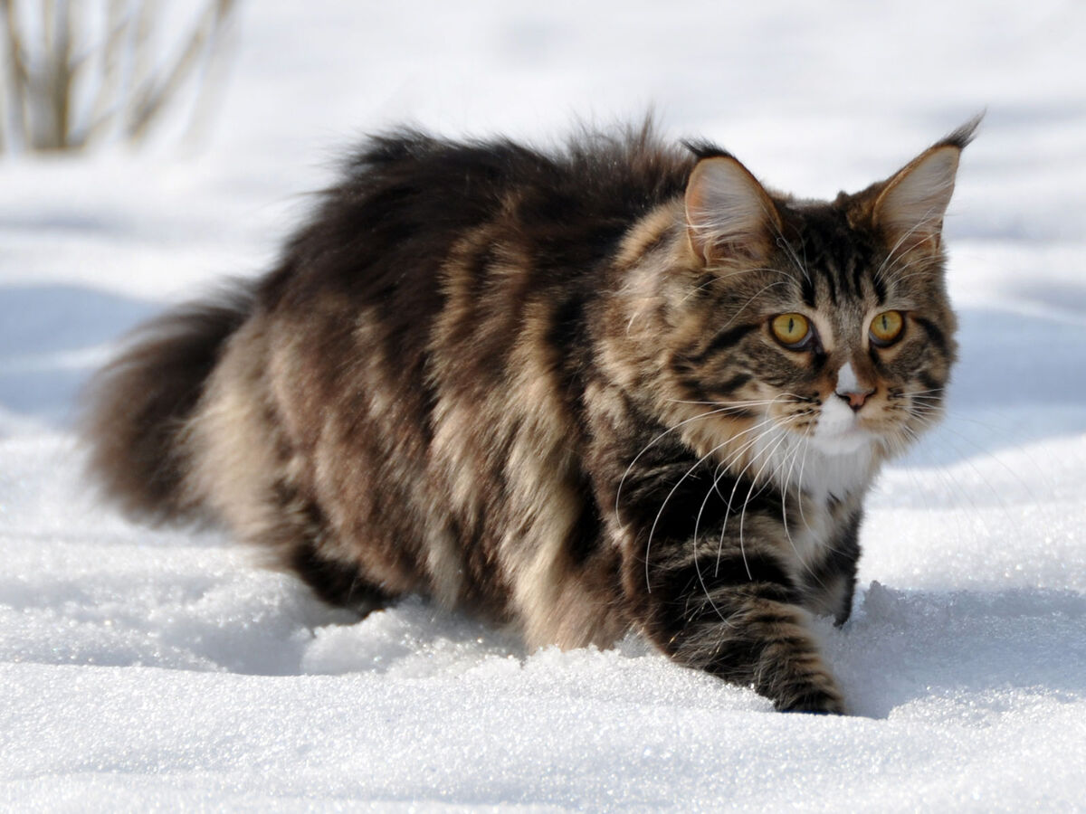 Фото сибирского кота. Сибирский Лесной кот. Лесной кот Мейн кун. Мейн кун и Сибирская кошка. Сибирский Мейн кун.