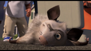 Ozzie the Opossum