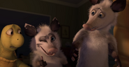 Heather the Opossum