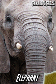 Kingselephant.png