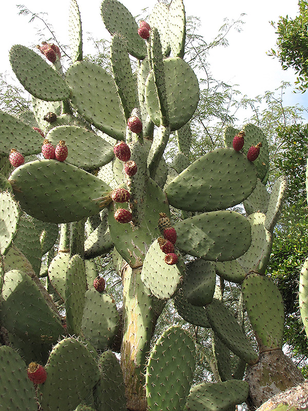 Prickly_Pear_backgroud.jpg
