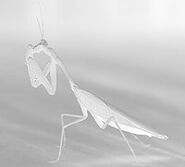 Black/White Night-Vision view of the Icicle Mantis