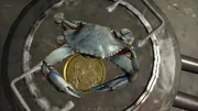 Willbullen crab3