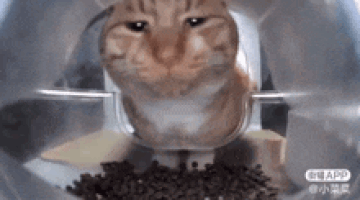 Mr. Fresh Hello Street Cat Wiki Fandom