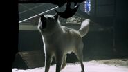 Christina's wolf form in season 1.