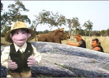 "International Geographic's Jackass"