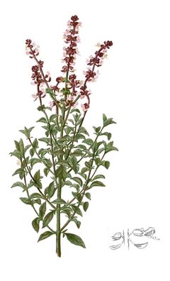 Ocimum basilicum