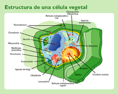 CelVeget