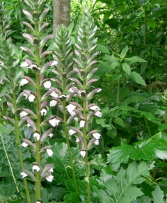 Acanto (Acanthus mollis) Foto tomada por KENPEI