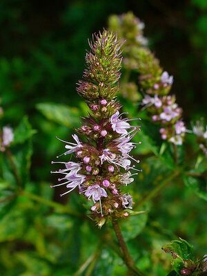 Mentha spicata var. viridis.jpg