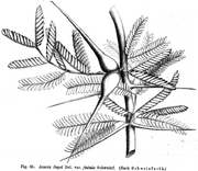 Schweinfurth-Acacia seyal Taub66