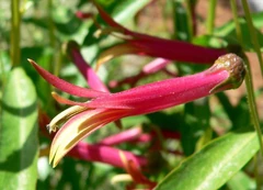 Acaxochitl (Lobelia laxiflora Kunth.) Foto tomada por Stan Shebs, abril 2005