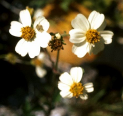 Flor de Aceitilla (Bidens leucantha Willd.) Foto por G.A