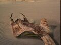 Sand Ray on its Back