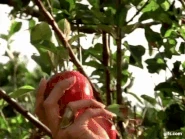 Sin (2).gif (9.15 MB)