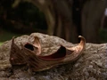 The Sandals in "Herc's Nemesis"