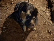 Penelope pig