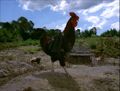 As a Chicken in "One Fowl Day"