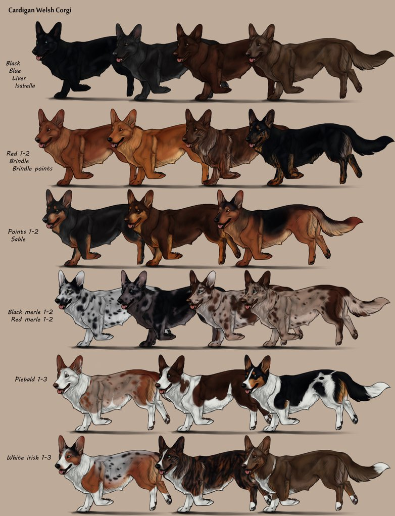 Red online merle corgi
