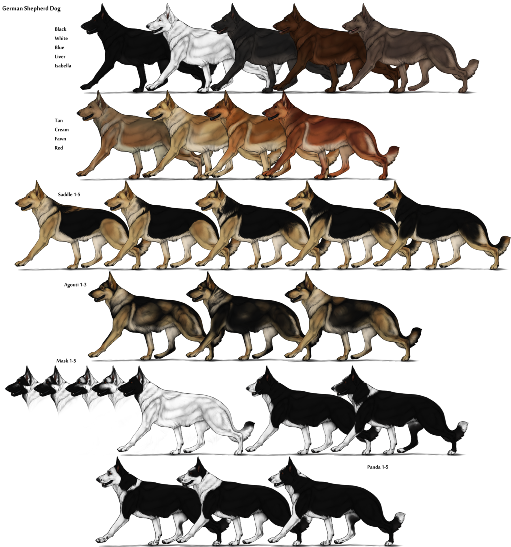 German Shepherd Colors Chart German Shepherd Colors Chart