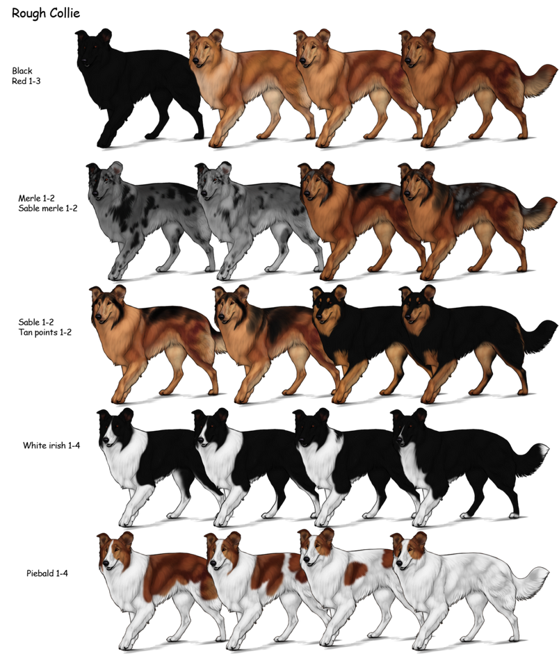 Rough Collie Herding Dog Farms Game Wikia Fandom