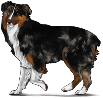 Australian Shepherd Herding Dog Farms Game Wikia Fandom