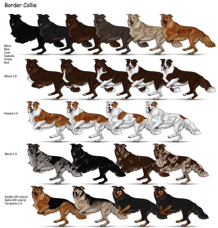 Border Collie Herding Dog Farms Game Wikia Fandom