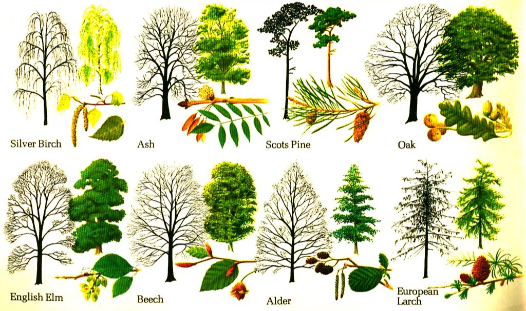 deciduous tree types