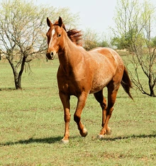 Horse