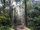 Amazon Rainforest