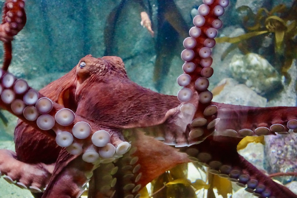 Wikipedia: Octopus Open Gaming Network (5E SRD): Animal, Octopus.