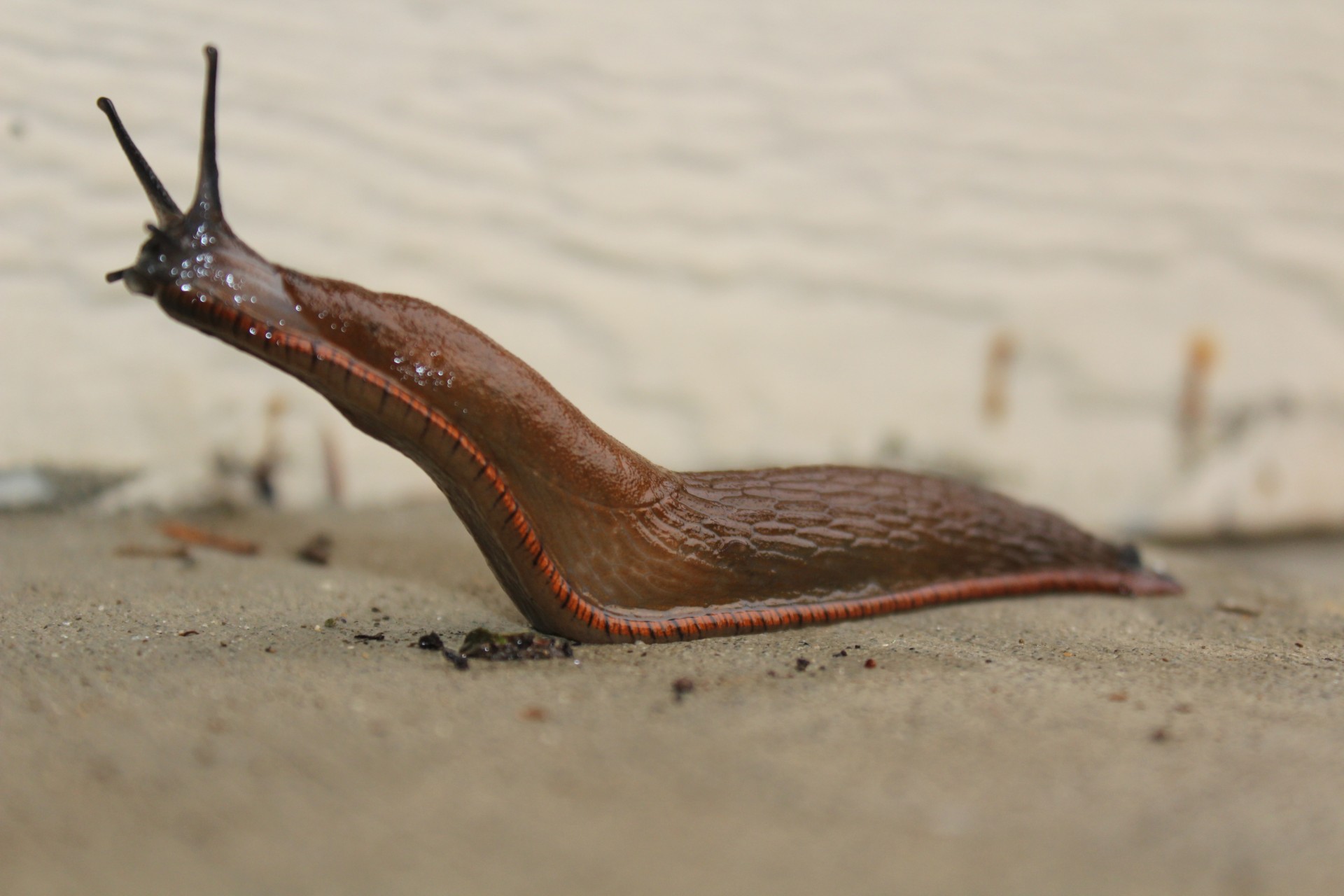 A slug is an invertebrate animal, similar to a snail but lacking a shell. 