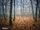 Broceliande