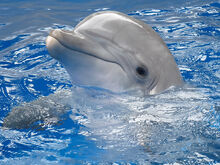 Flipper