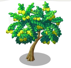 Bayabas Tree