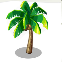 Coconut Tree