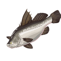 Barramundi Here Be Monsters Wiki Fandom Final fantasy xv wiki has all of your information on characters, classes, guides, weapons, armor, secrets, dungeons, maps and more. barramundi here be monsters wiki fandom
