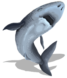 Greenland Shark | Here Be Monsters Wiki | Fandom
