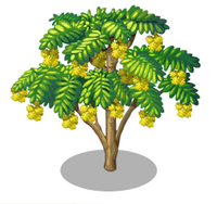 Wattle Tree