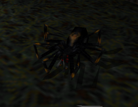 Small Black Spider Corpse