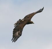 Aigle.jpg